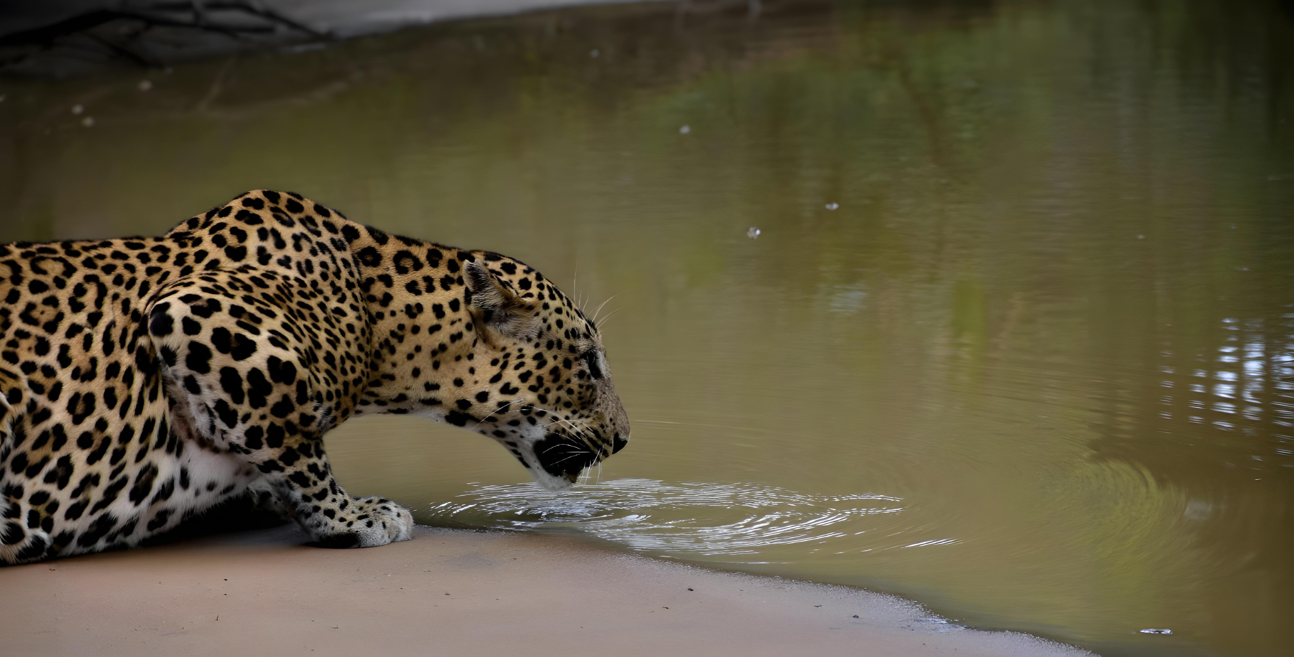 Yala National Park